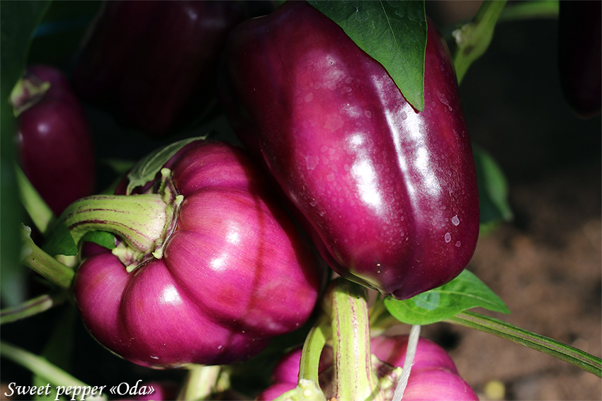 Violetne paprika Oda Sweet pepper, фиолетовая паприка Ода